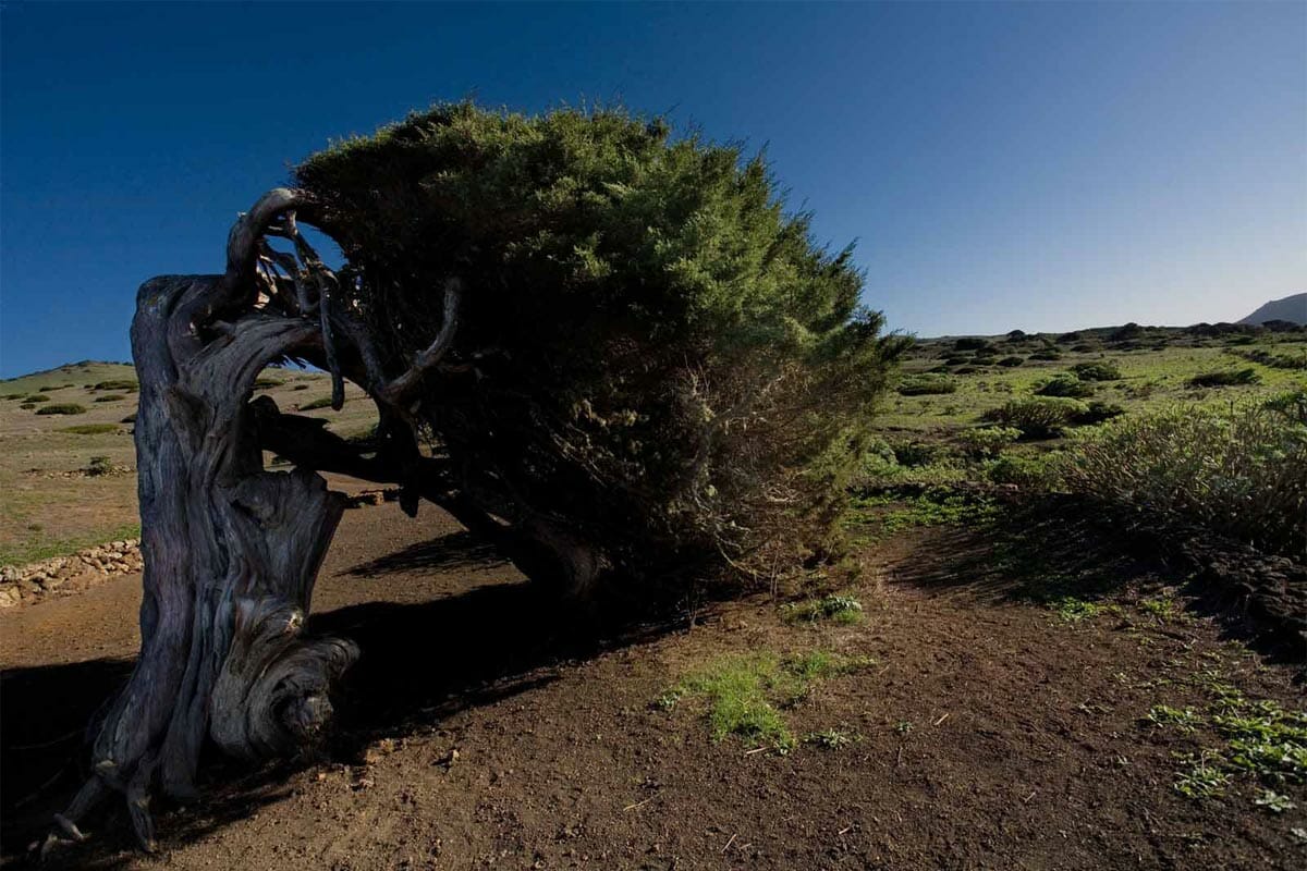 Age-old juniper tree, El Hierro