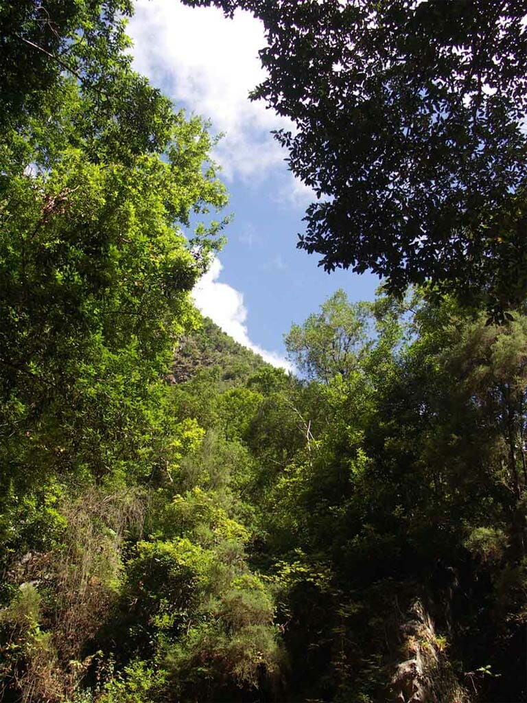Laurel forest near Los Tilos, La Palma